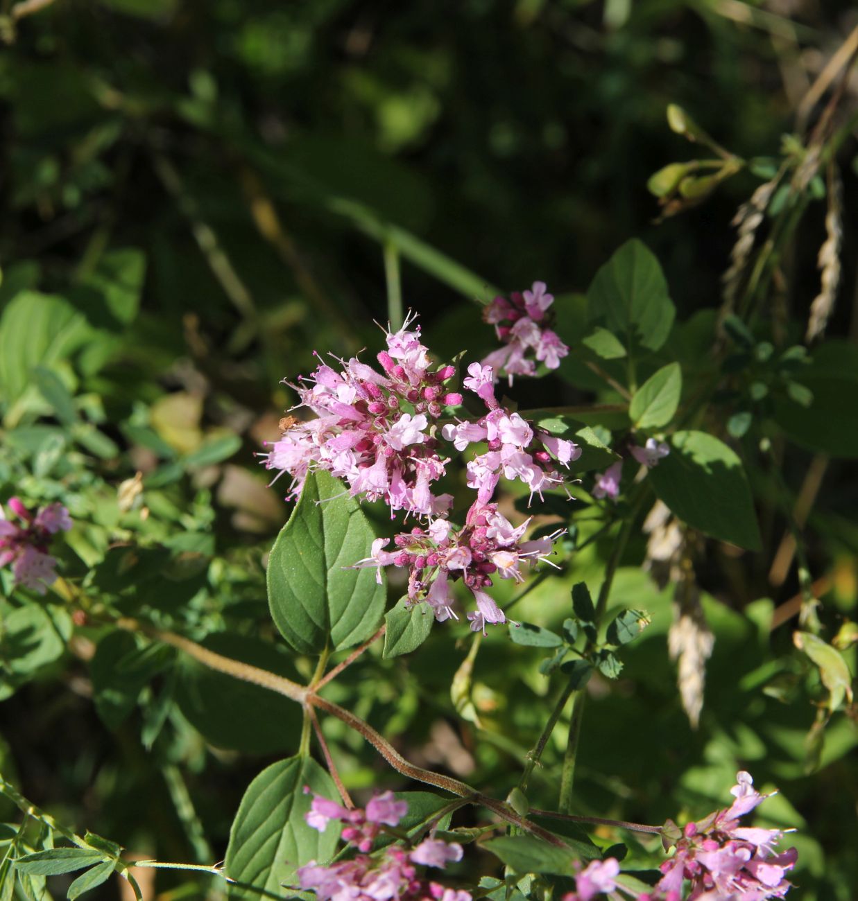 Изображение особи Origanum vulgare.