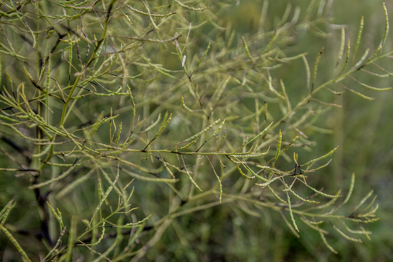 Image of Erucastrum armoracioides specimen.