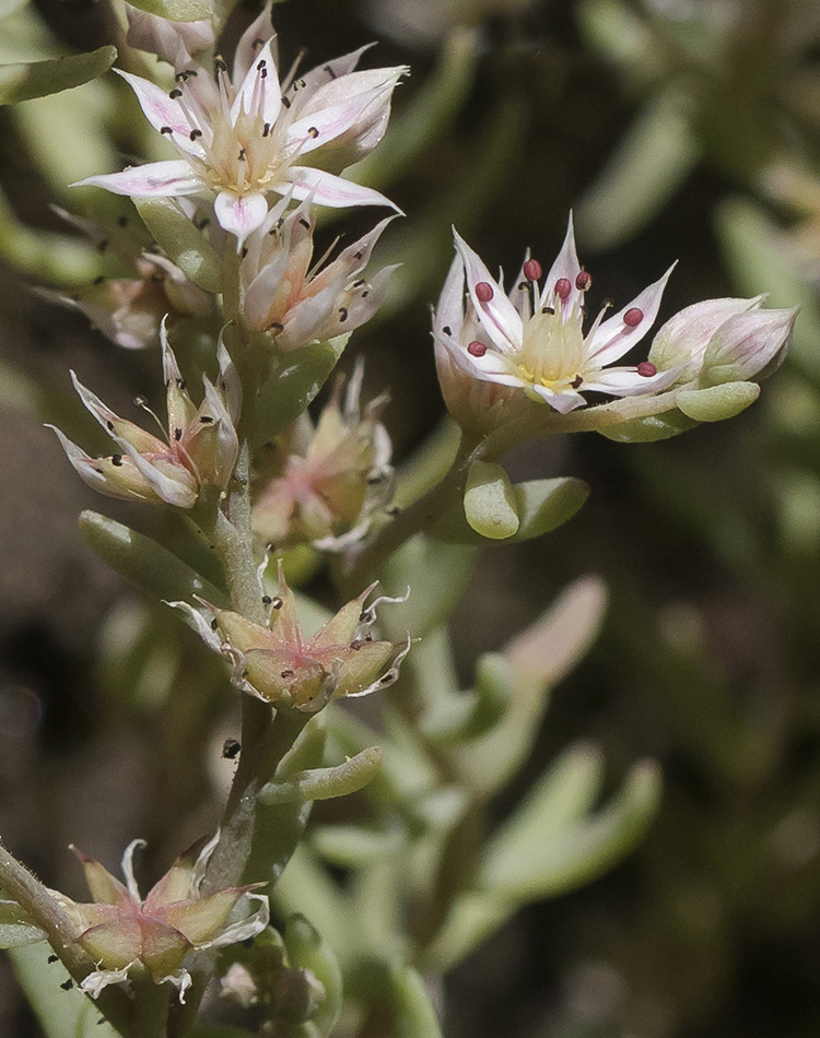 Image of Sedum hispanicum specimen.