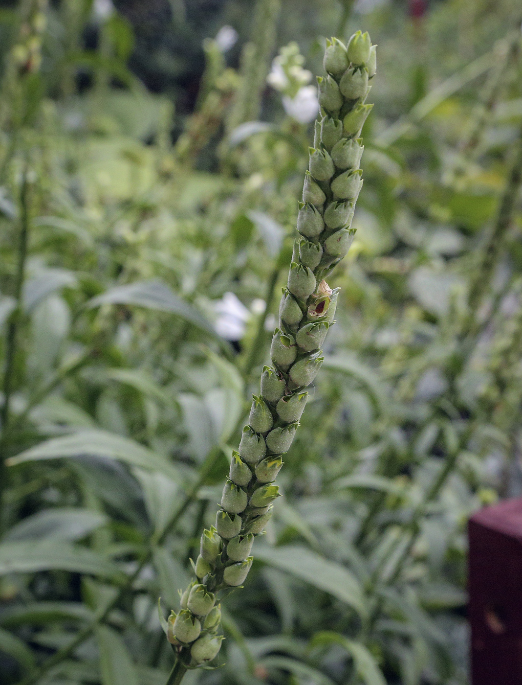 Image of Physostegia virginiana specimen.