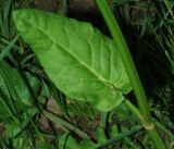 genus Rumex. Лист. Азербайджан, Масаллинский р-н. 14.04.2010.