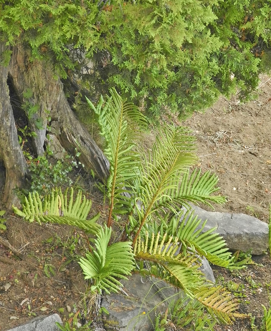 Изображение особи Lomariocycas magellanica.