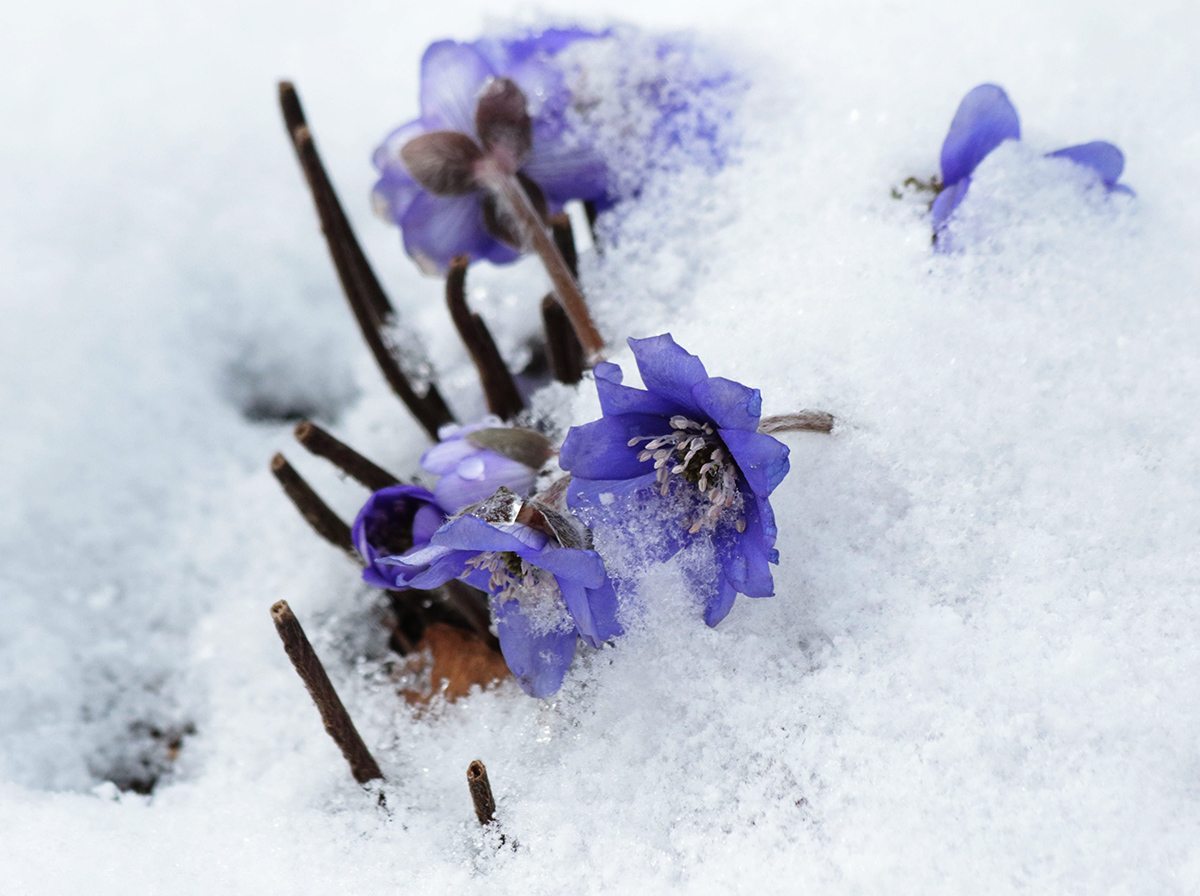 Изображение особи Hepatica nobilis.