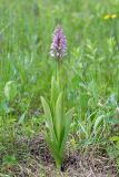 Orchis militaris. Цветущее растение (высота 39 см, длина соцветия — 10 см). Волгоградская обл., Серафимовичский р-н, Трясиновское с/п, окр. хутора Себряков, природный парк \"Усть-Медведицкий\", дол. р. Медведица, возвышенный участок влажного солонцеватого пойменного луга. 25 мая 2021 г.