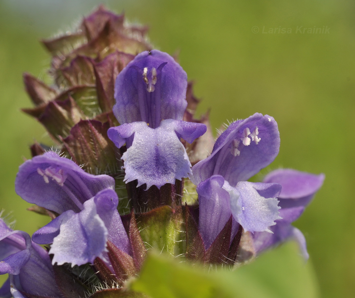 Изображение особи Prunella japonica.