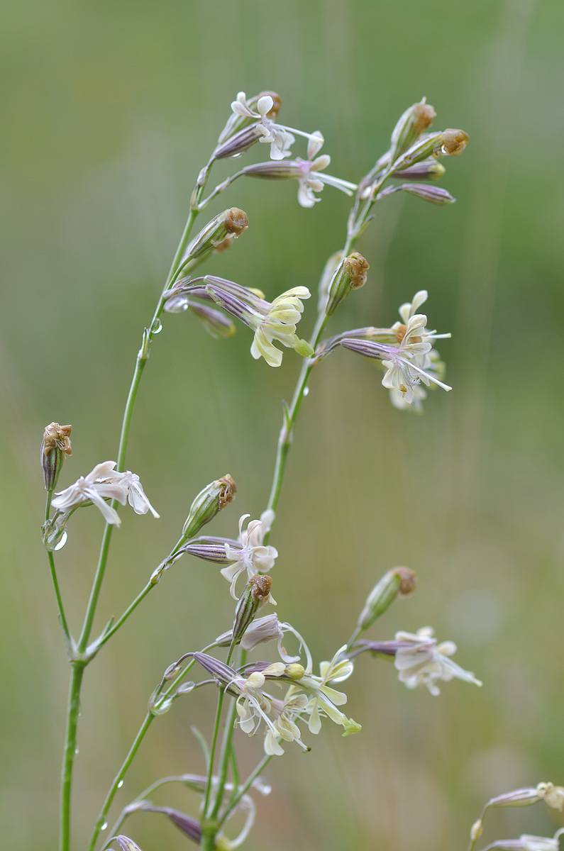 Image of Silene saxatilis specimen.