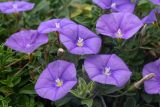 Convolvulus подвид mauritanicus