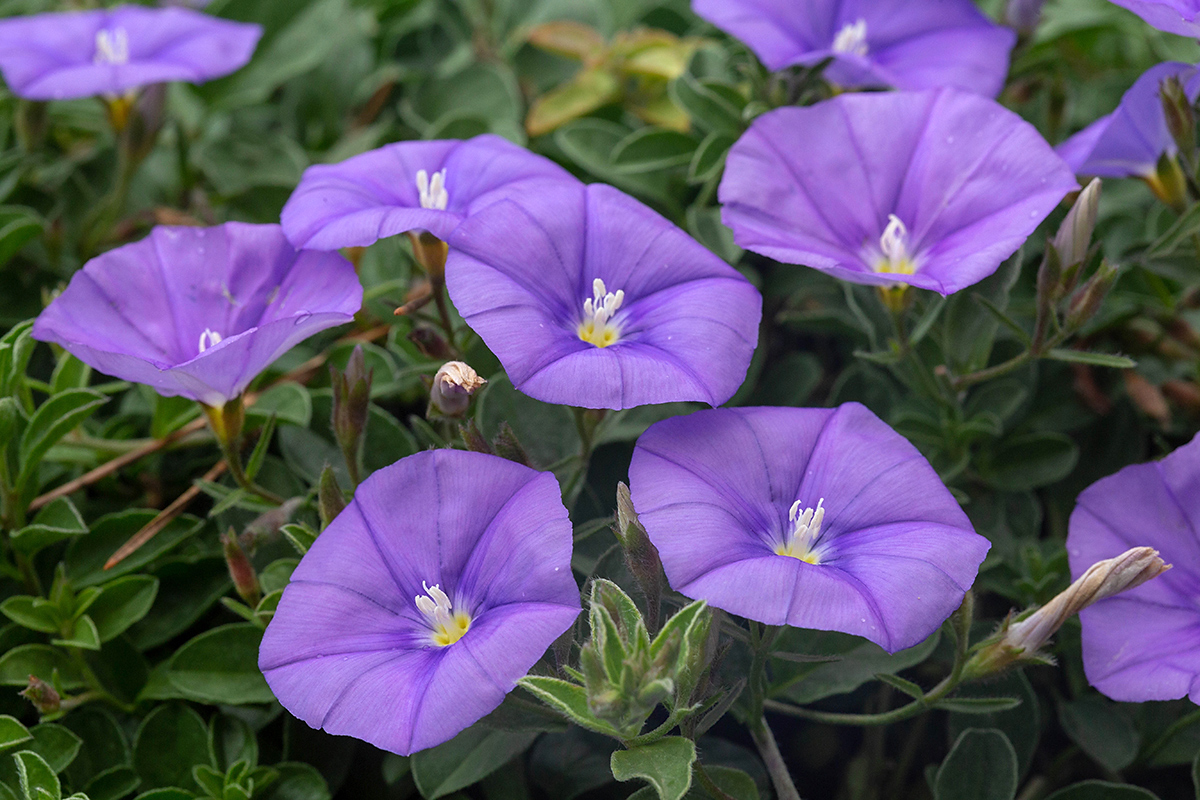 Изображение особи Convolvulus sabatius ssp. mauritanicus.