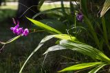 genus Bletilla. Побег с соцветием и листья. Абхазия, г. Сухум, Сухумский ботанический сад, в культуре. 14.05.2021.