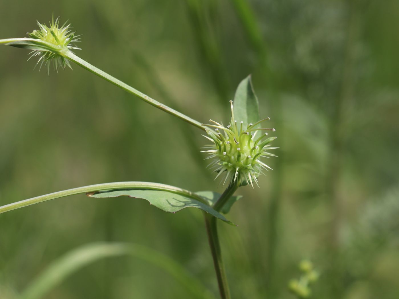 Изображение особи Acanthocephalus amplexifolius.