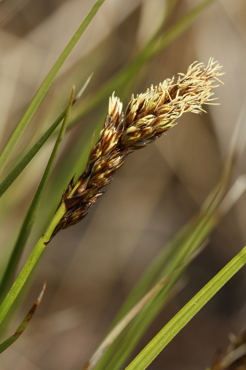 Изображение особи Carex appropinquata.