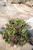 Limonium paulayanum