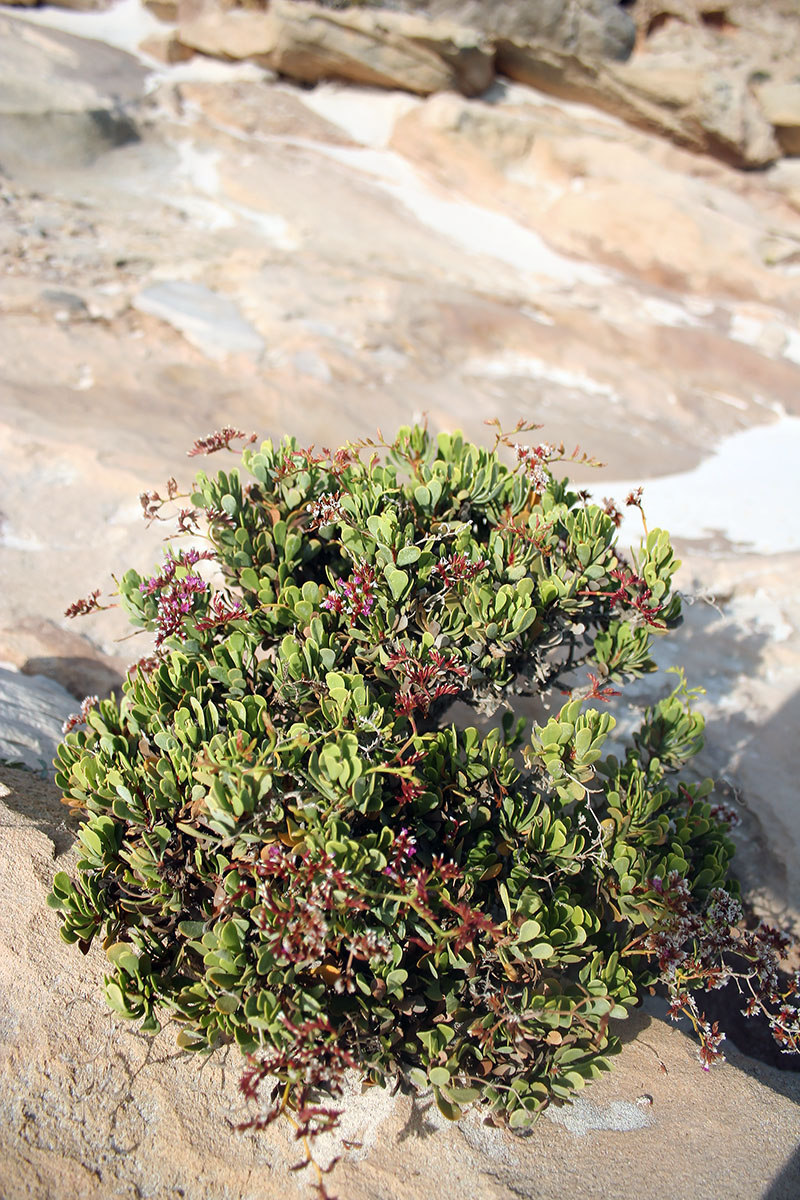 Изображение особи Limonium paulayanum.