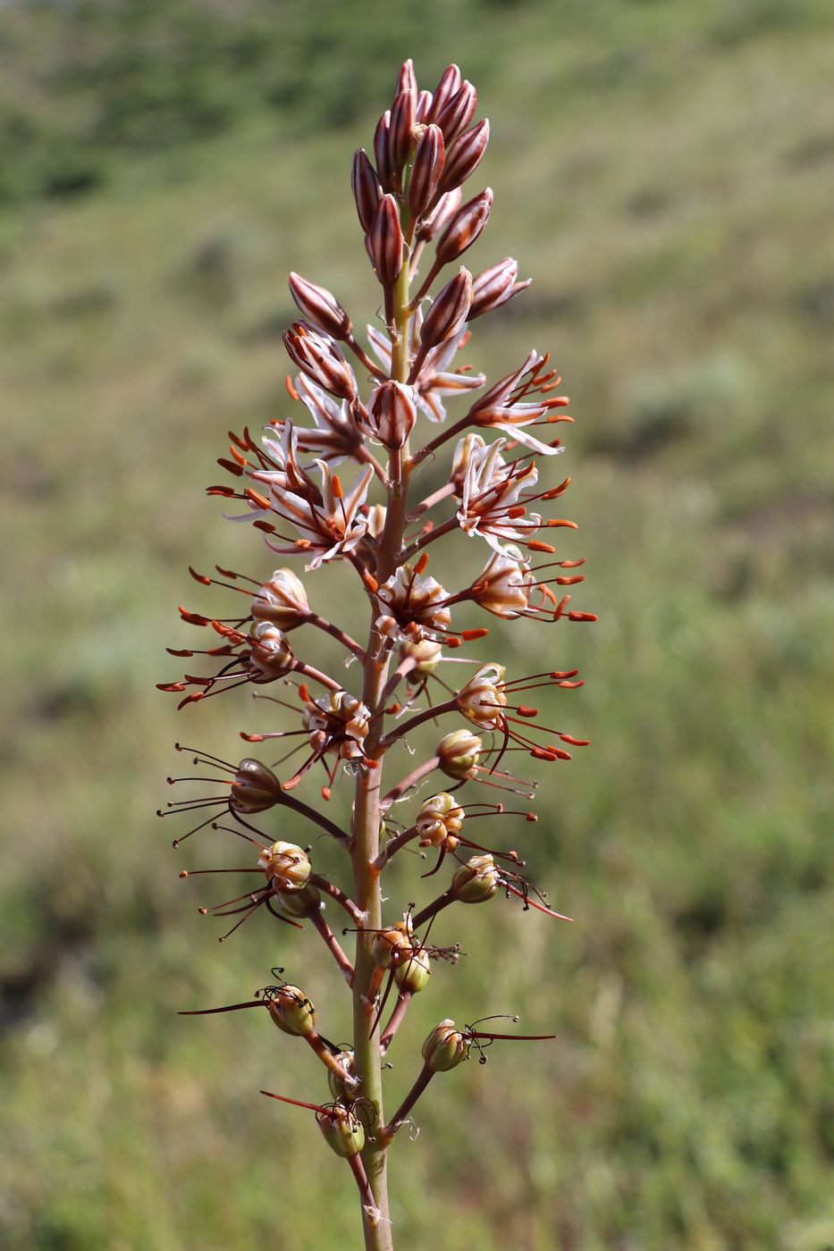 Изображение особи Eremurus nuratavicus.