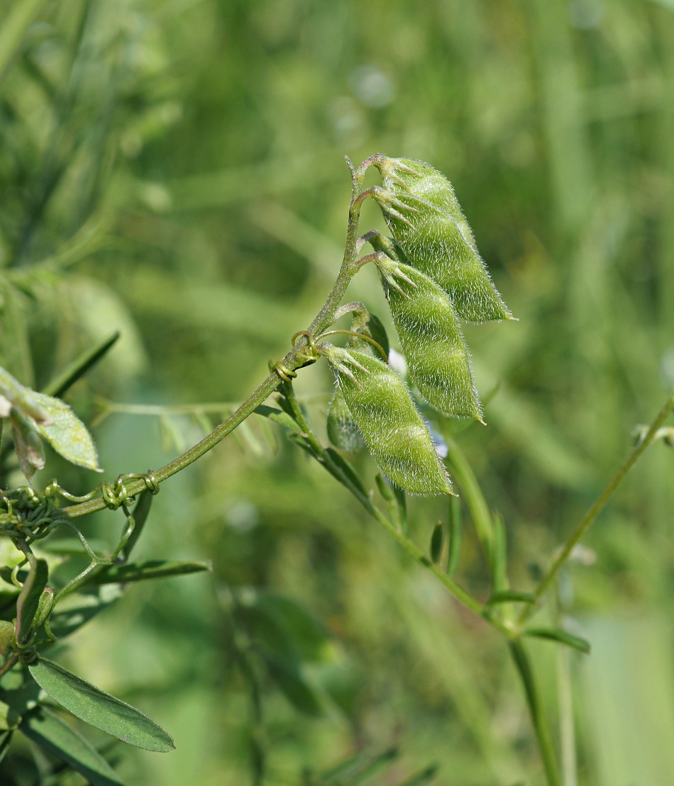 Image of Vicia hirsuta specimen.