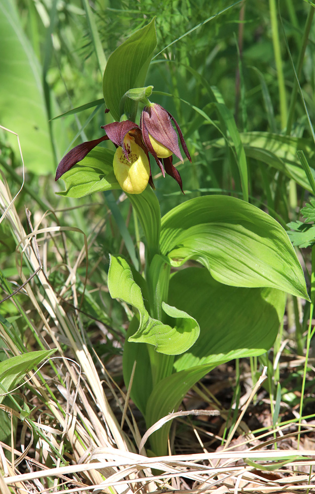 Image of Cypripedium calceolus specimen.