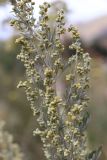 Artemisia absinthium. Часть соцветия. Узбекистан, Ташкентская обл., западные отроги Чаткальского хребта, Большой Чимган, ур. Аксай, около 1750 м н.у.м. 16.06.2021.