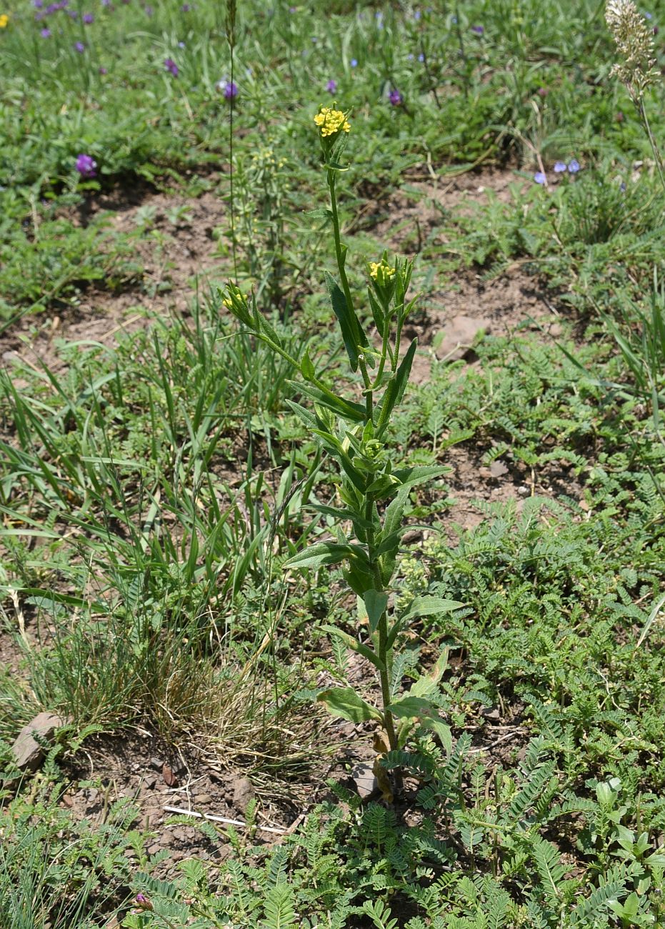 Изображение особи Neslia paniculata.