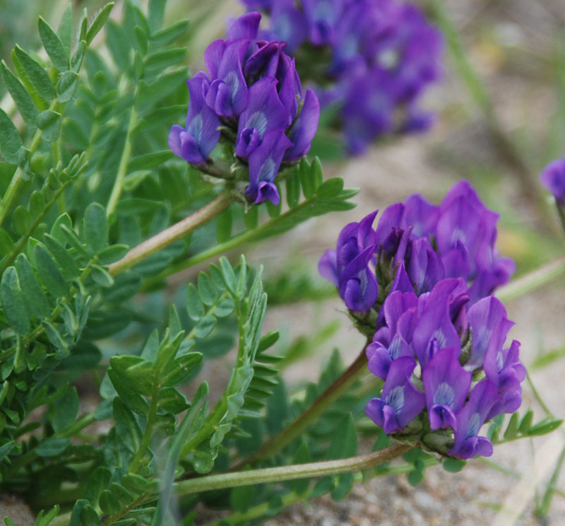 Изображение особи Oxytropis altaica.