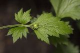 Geum urbanum