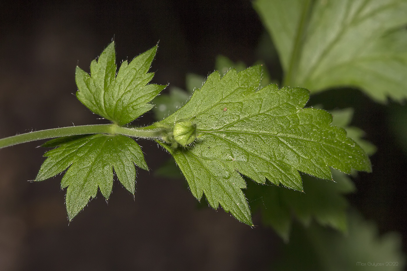 Image of Geum urbanum specimen.