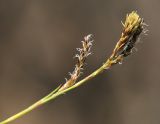 Carex supermascula