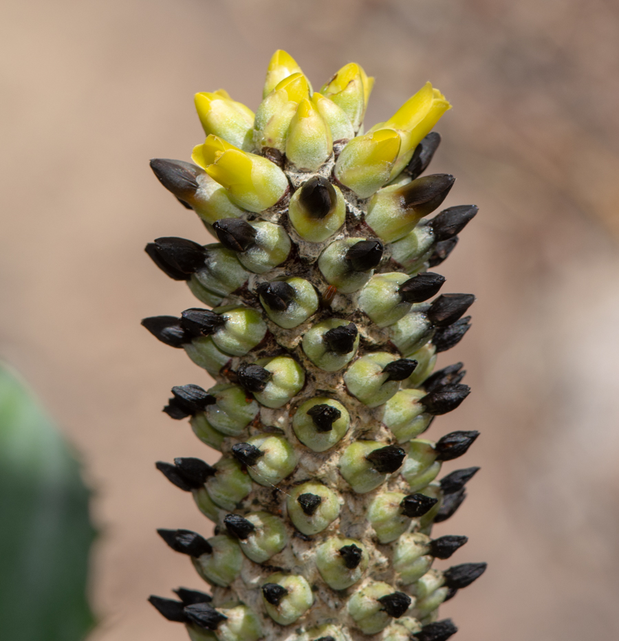 Image of familia Bromeliaceae specimen.