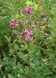 Lespedeza bicolor