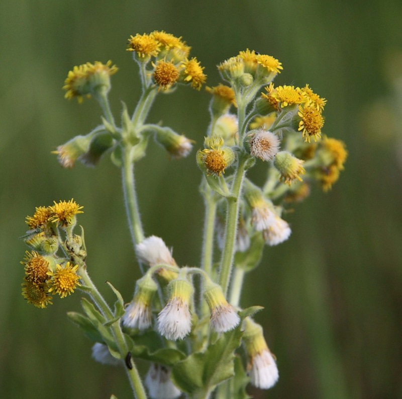 Изображение особи Tephroseris palustris.