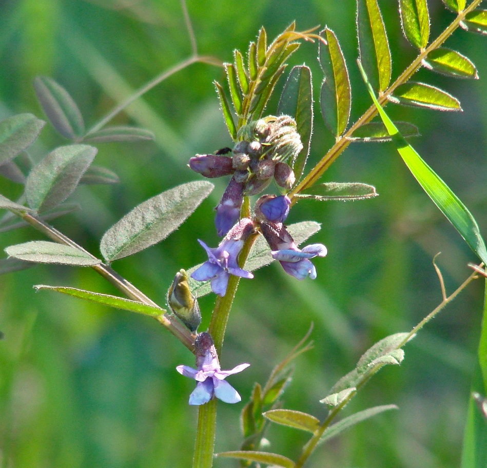 Image of Vicia sepium specimen.