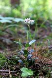 Chimaphila umbellata. Цветущее растение. Республика Татарстан, окр. г. Набережные Челны, Белоусская часть НП «Нижняя Кама» (Челнинское лесничество), сосновый лес с подлеском. 23.07.2022.