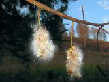 Salix pentandra