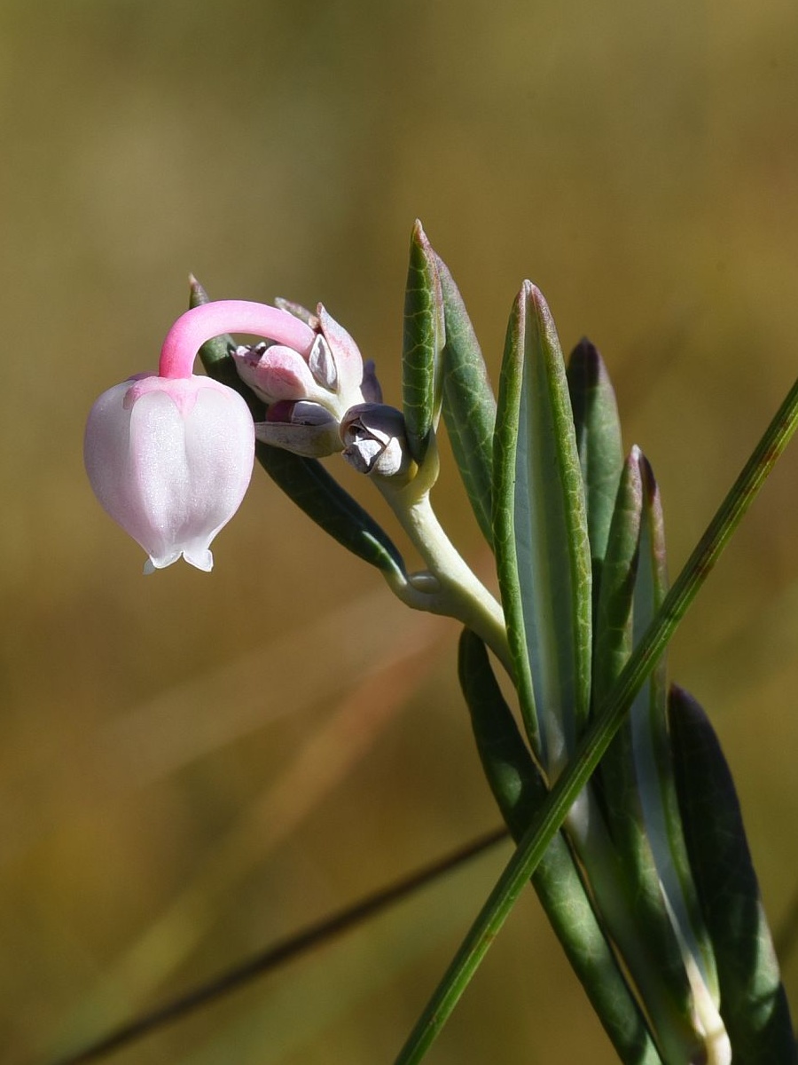 Изображение особи Andromeda polifolia.