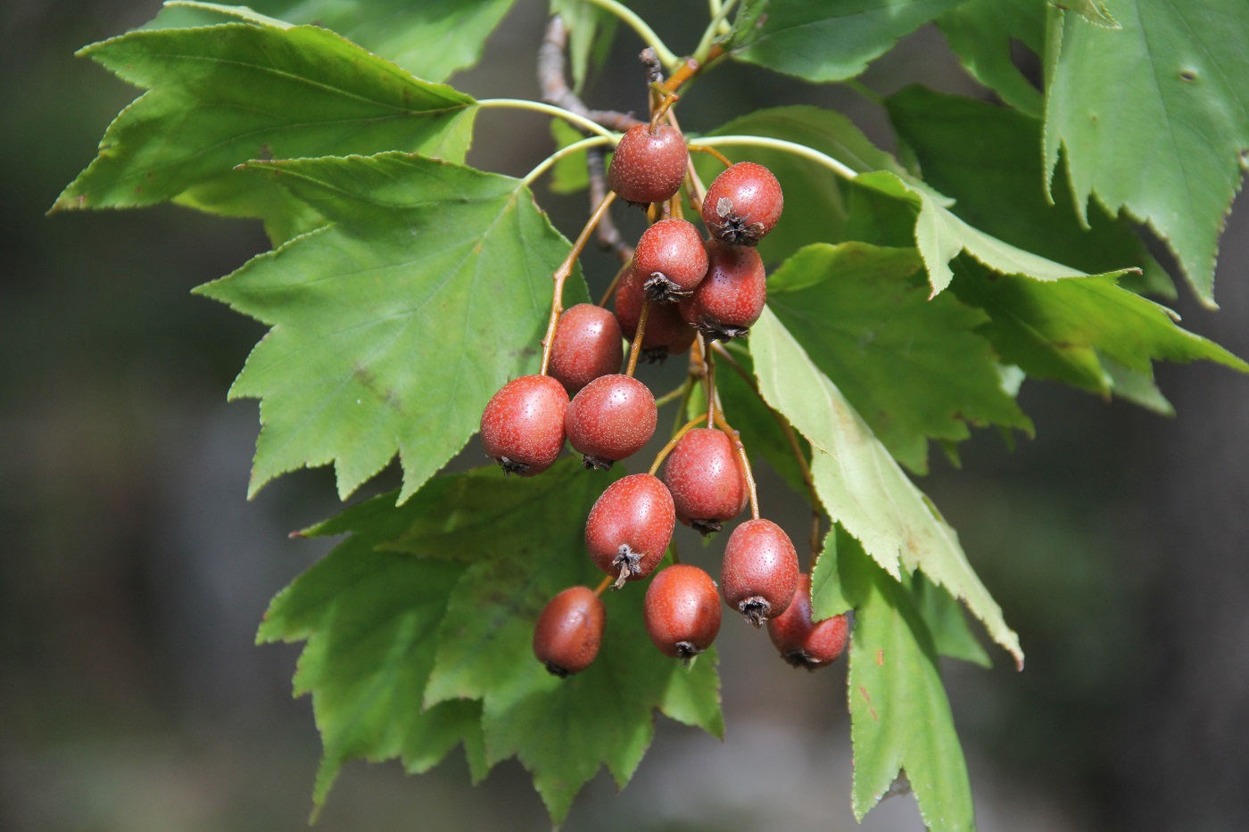 Изображение особи Sorbus torminalis.