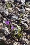 Campanula glomerata. Цветущее растение. Южный Казахстан, Таласский Алатау, ущелье Коксай, высота 2600 м н.у.м.
