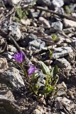 Campanula glomerata