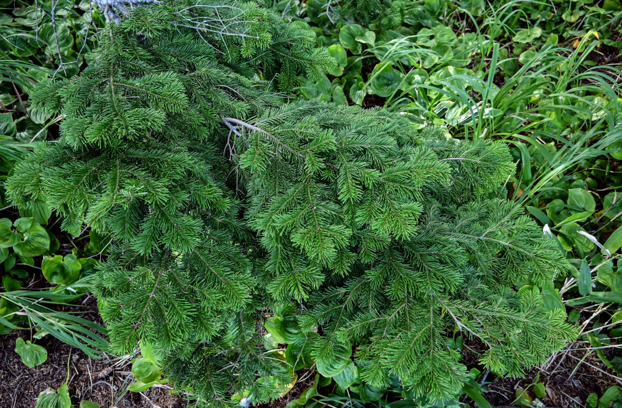 Изображение особи Abies sachalinensis.