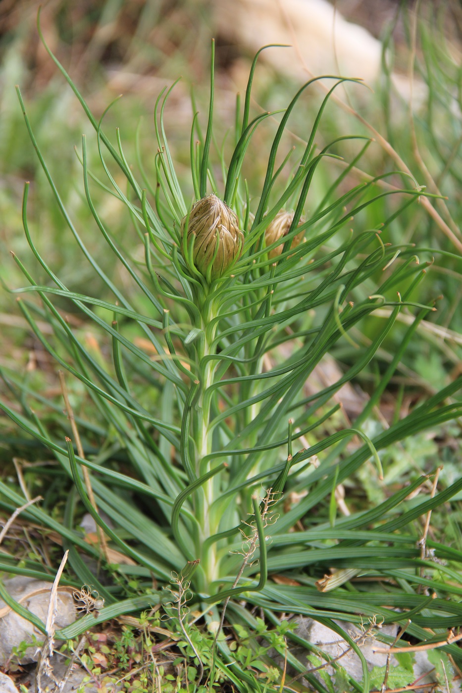 Изображение особи Asphodeline lutea.