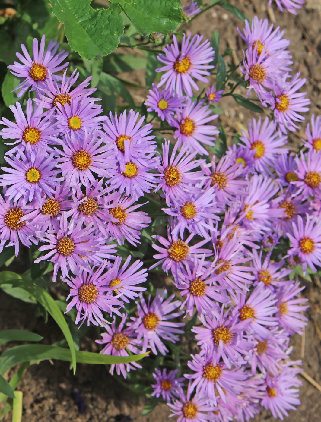 Image of Aster amellus specimen.