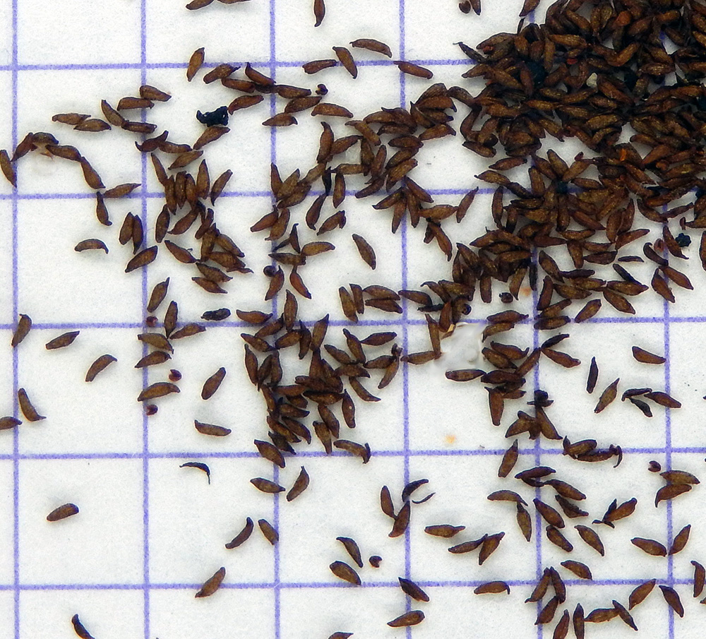 Image of Hylotelephium caucasicum specimen.