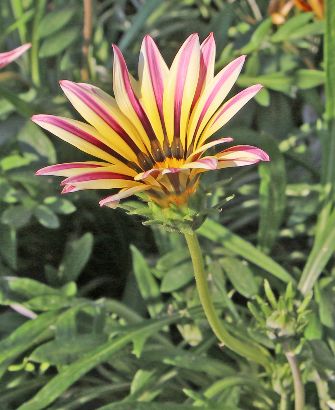 Image of Gazania × hybrida specimen.