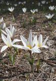 Crocus alatavicus