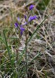 Campanula sibirica