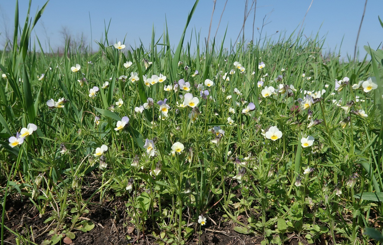 Image of Viola hymettia specimen.