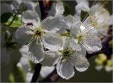 Prunus domestica
