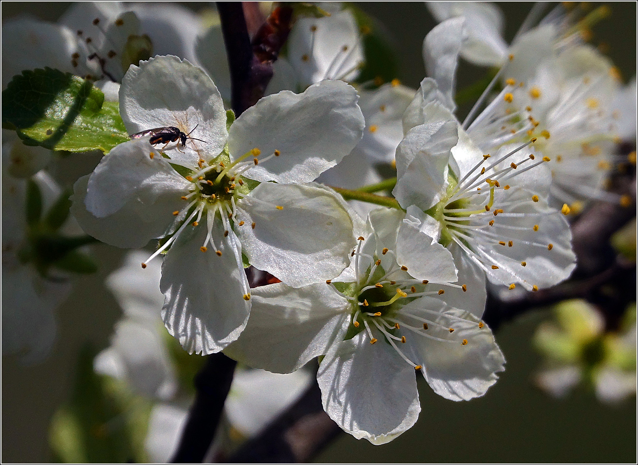 Image of Prunus domestica specimen.