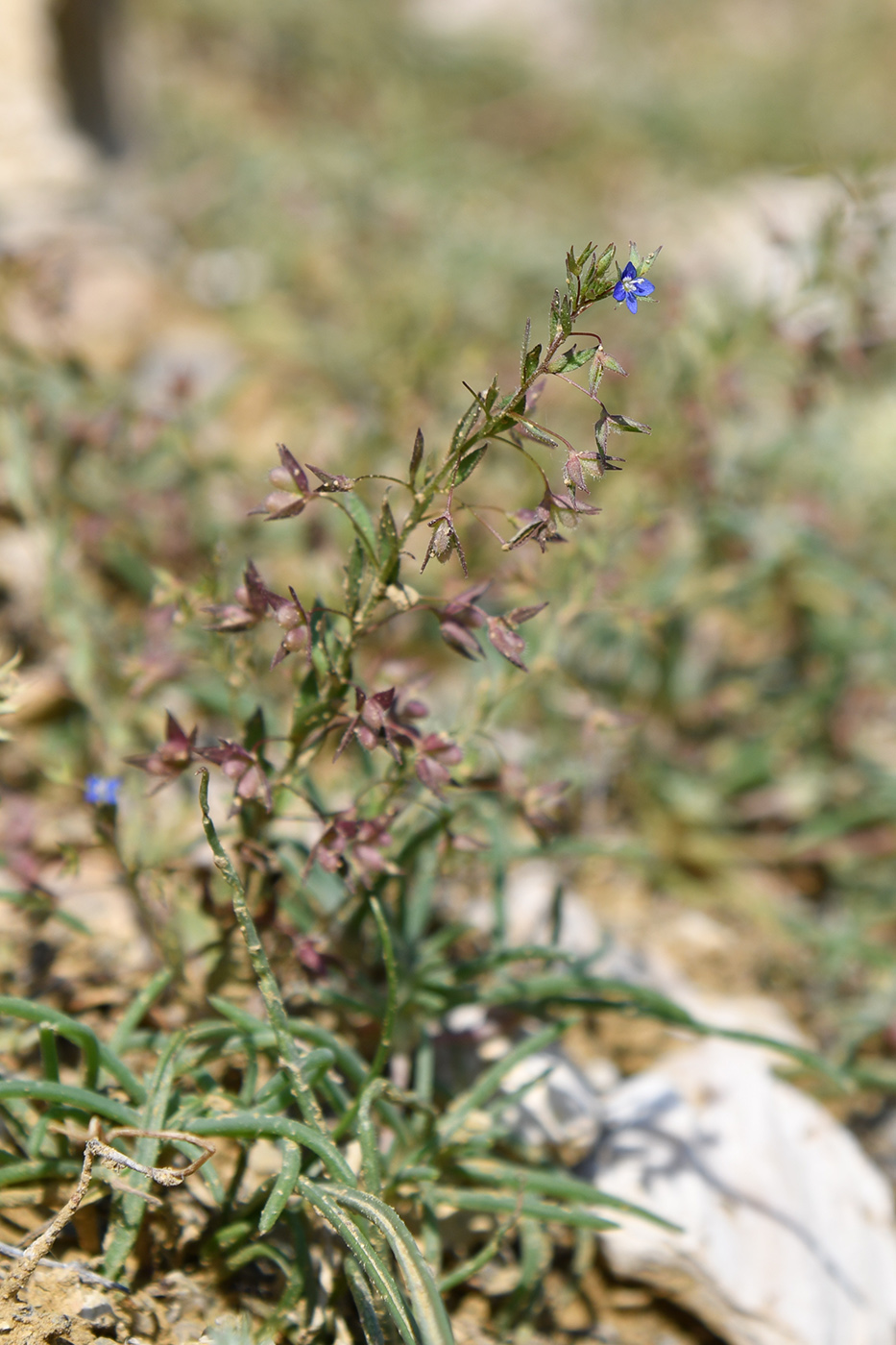 Image of genus Veronica specimen.