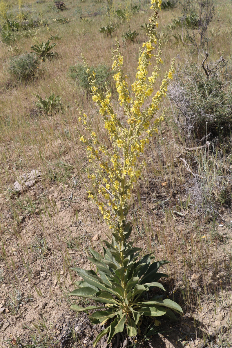 Изображение особи Verbascum pyramidatum.