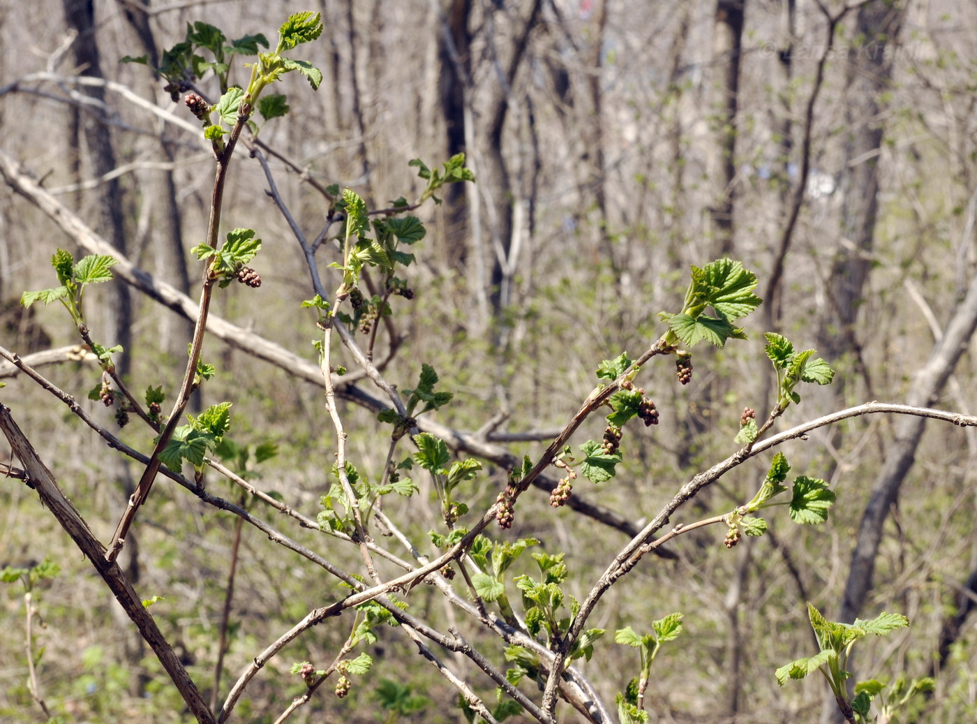 Image of Ribes mandshuricum specimen.