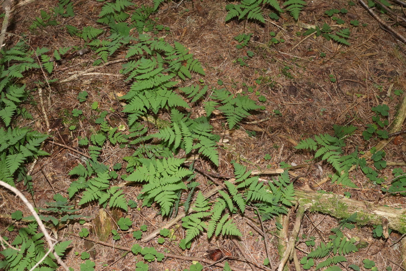 Изображение особи Gymnocarpium dryopteris.